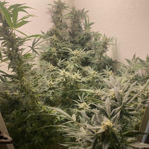 DIVINE OG KUSH. Week 13