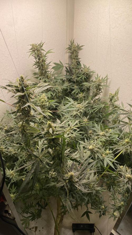 DIVINE OG KUSH. Week 14