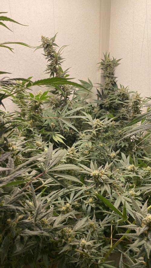 DIVINE OG KUSH. Week 14