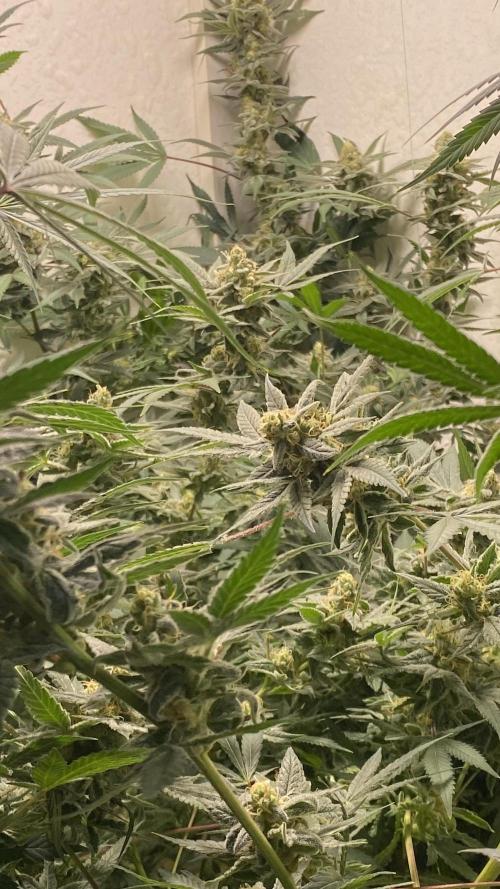 DIVINE OG KUSH. Week 14