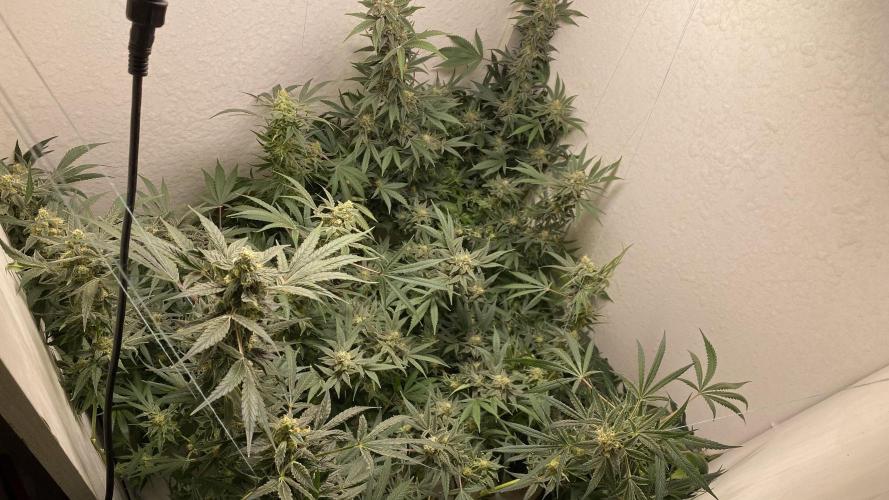 DIVINE OG KUSH. Week 14