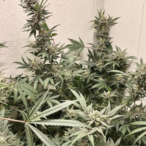 DIVINE OG KUSH. Week 14