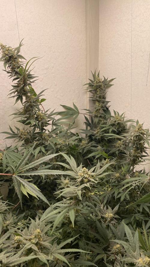 DIVINE OG KUSH. Week 14