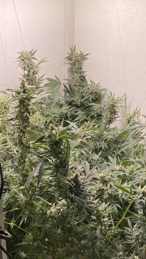 DIVINE OG KUSH. Week 14