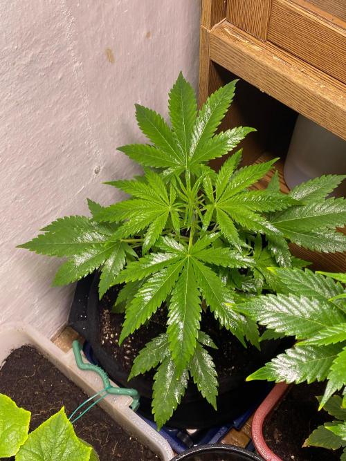 Auto Fractal Divine Seeds. Week 4