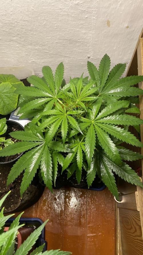 Auto Fractal Divine Seeds. Week 4