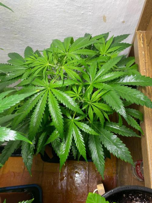 Auto Fractal Divine Seeds. Week 4