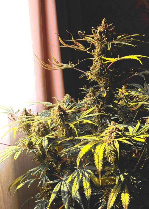 Auto Fractal Divine Seeds. Week 8