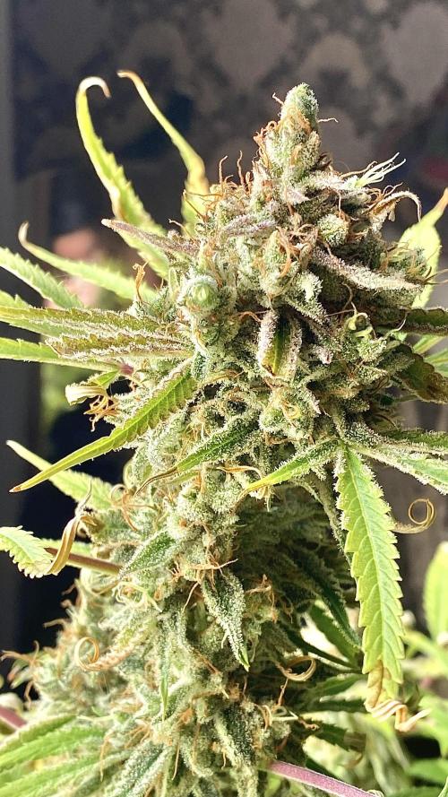 Auto Fractal Divine Seeds. Week 8