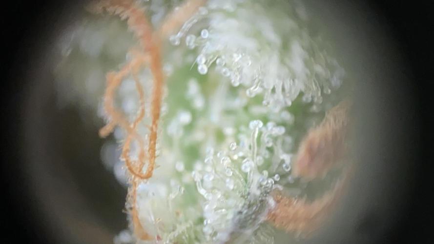 Auto Fractal Divine Seeds. Week 8
