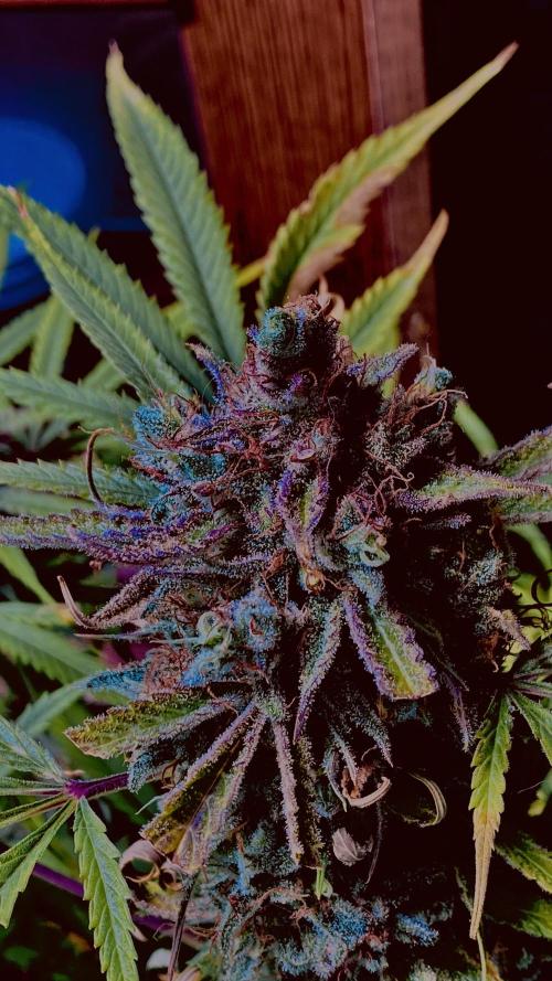 Auto Fractal Divine Seeds. Week 7