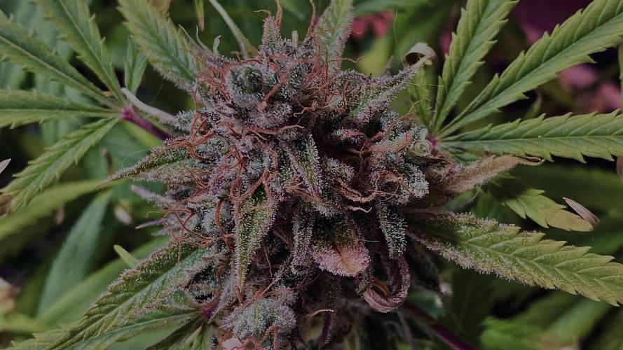 Auto Fractal Divine Seeds. Week 7