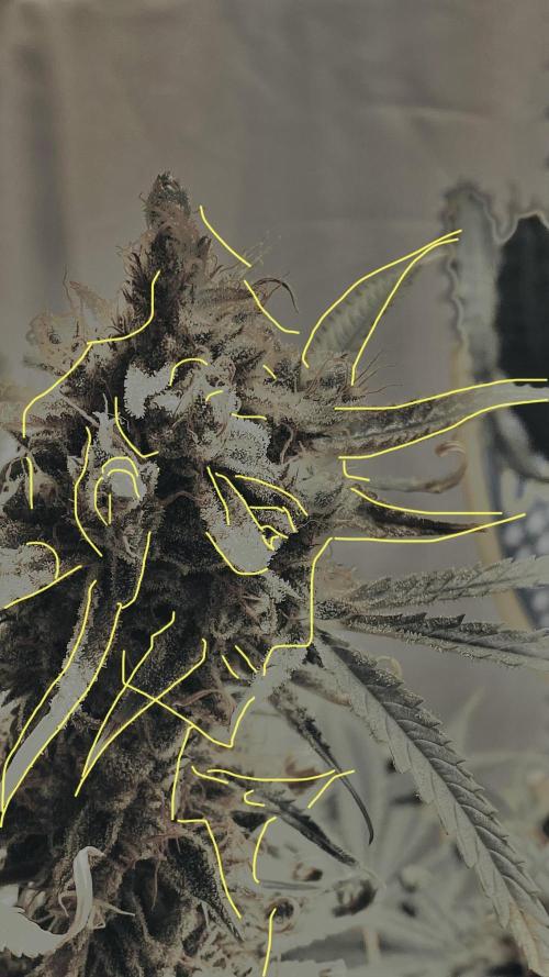 Auto Fractal Divine Seeds. Week 7