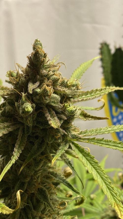Auto Fractal Divine Seeds. Week 7