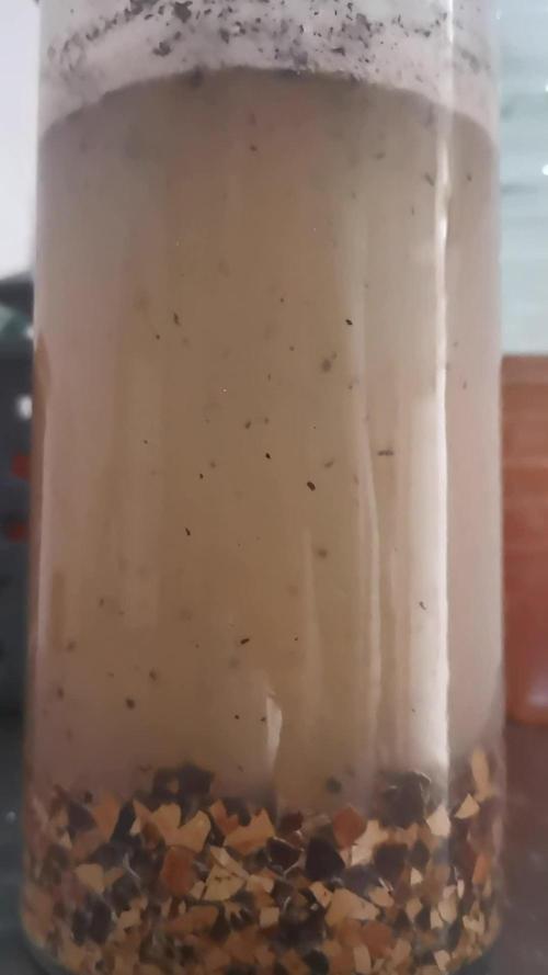 Kuchi Diesel 2024 Uruguay / Living Soil / KNF nutrients