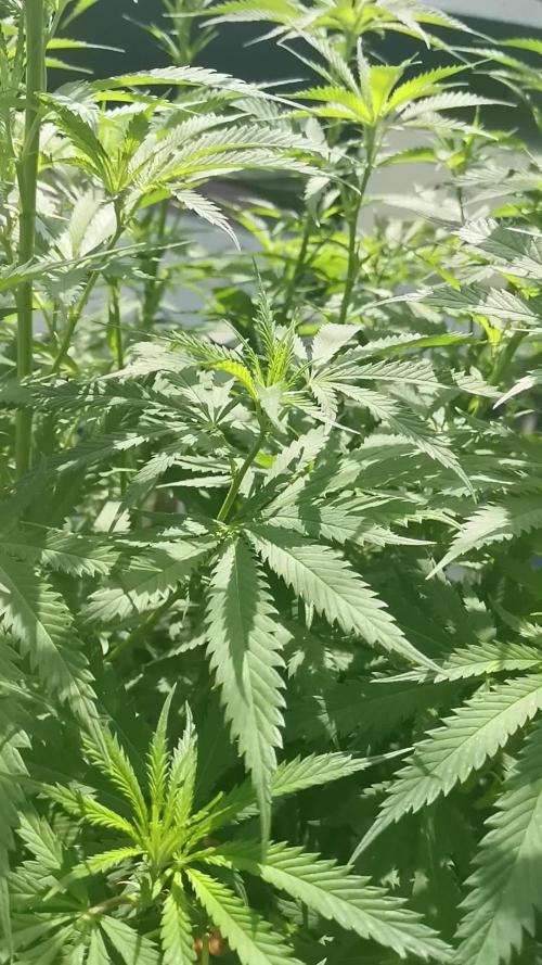 Kuchi Diesel 2024 Uruguay / Living Soil / KNF nutrients