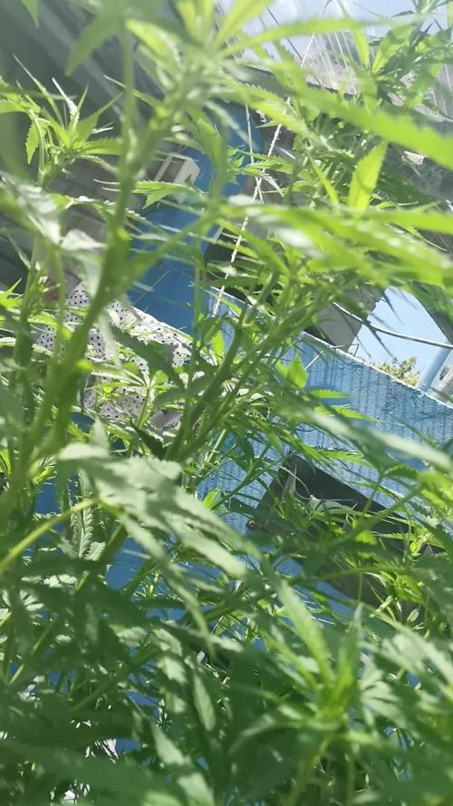 Kuchi Diesel 2024 Uruguay / Living Soil / KNF nutrients