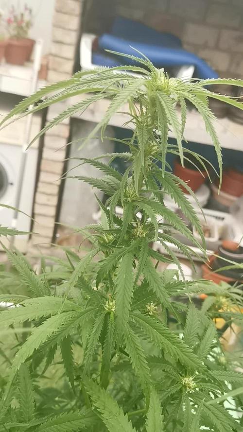 Kuchi Diesel 2024 Uruguay / Living Soil / KNF nutrients