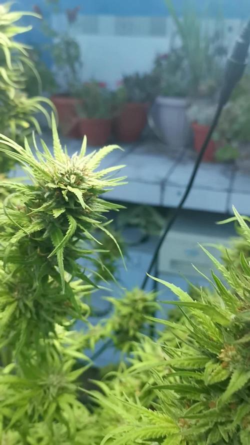 Kuchi Diesel 2024/2025 Uruguay / Living Soil / KNF homemade nutrients