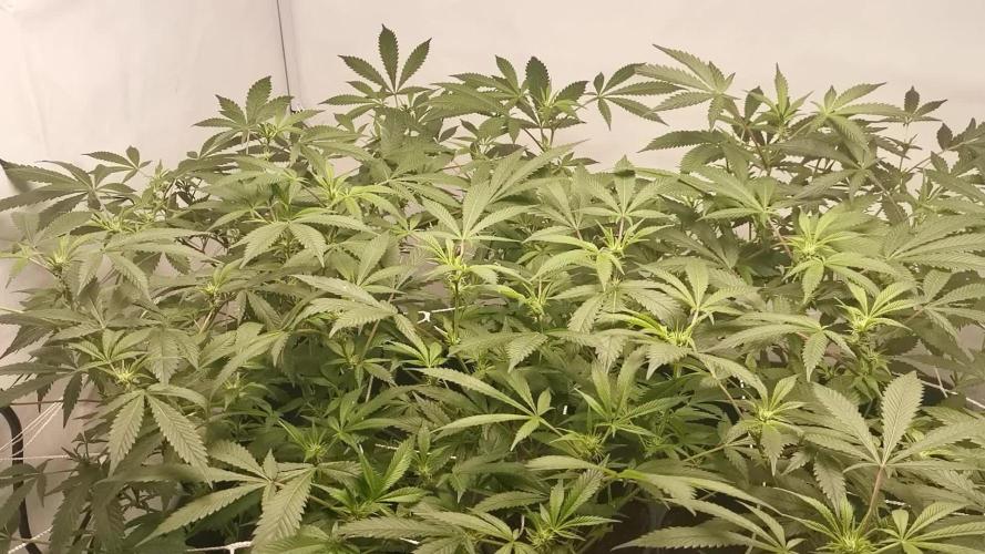Primera vez cultivando en coco e indoor