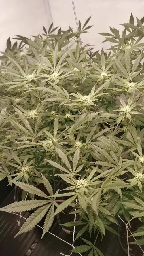 Primera vez cultivando en coco e indoor