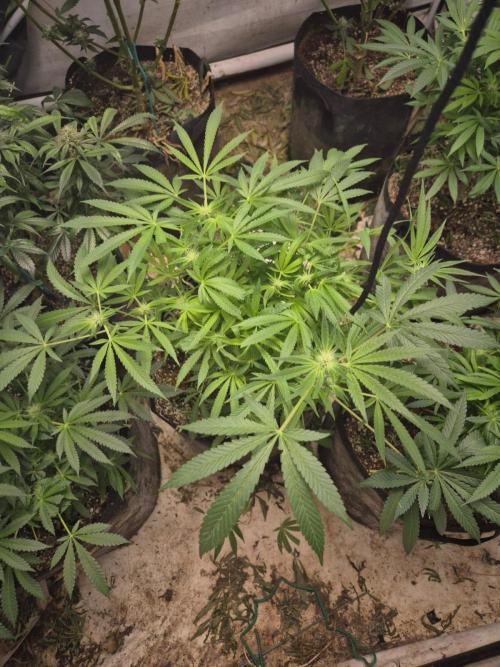 Orange sherbetFF. Week 4