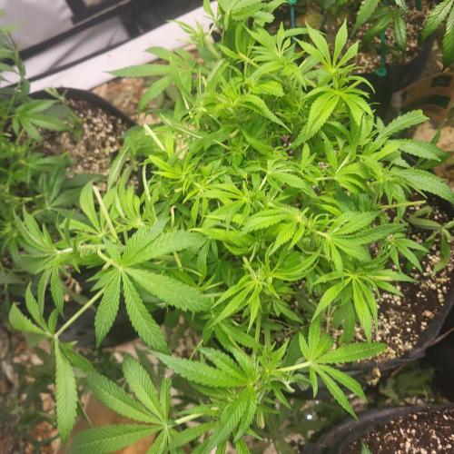 Orange sherbetFF. Week 4