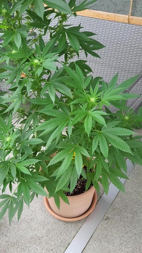 RQS Amnesia Haze Balcony Grow