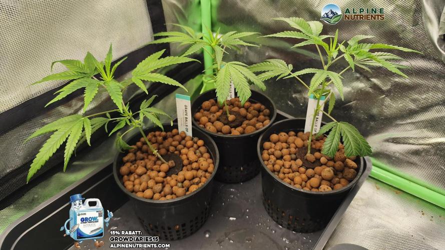 Grow Tent MyHomeGrow 120x120x200. Week 1