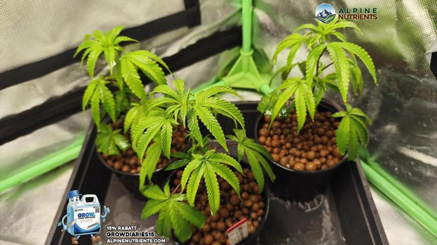 AlpineNutrients.com trifft auf MannyT #3. Week 2