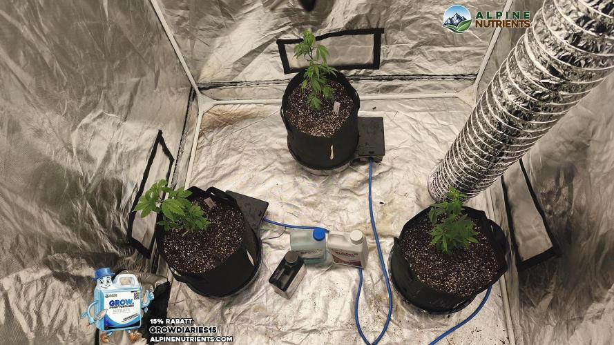 AlpineNutrients.com trifft MannyT #4. Week 3