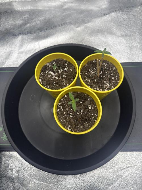 Super Lemon Haze - Fast run. Week 0