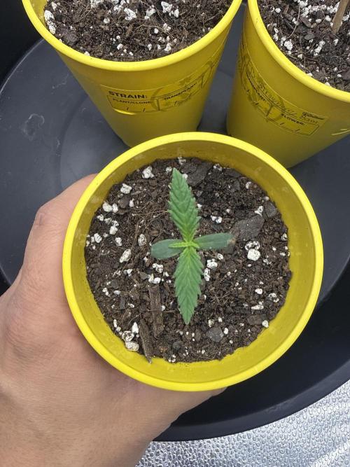 Super Lemon Haze - Fast run. Week 0