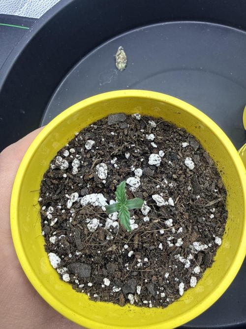 Super Lemon Haze - Fast run. Week 0