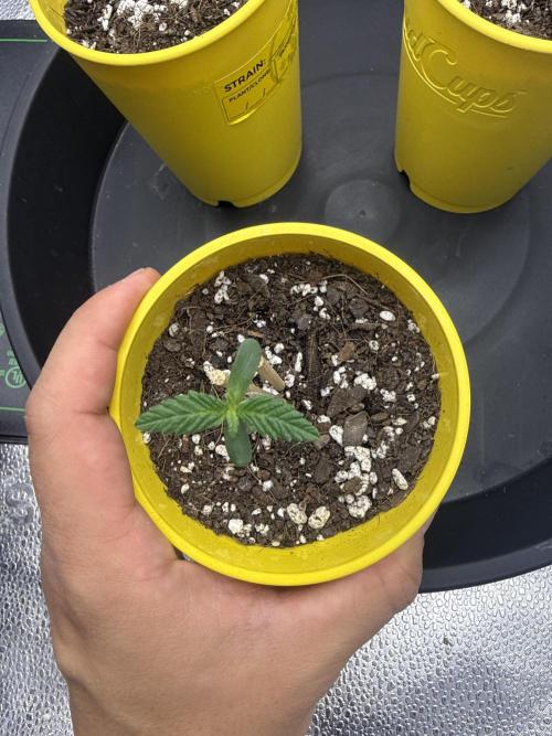 Super Lemon Haze - Fast run. Week 0