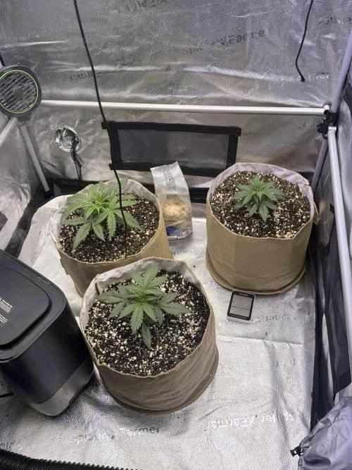 Super Lemon Haze - Fast run. Week 2 - Back right a few days behind and a little slower growth 
