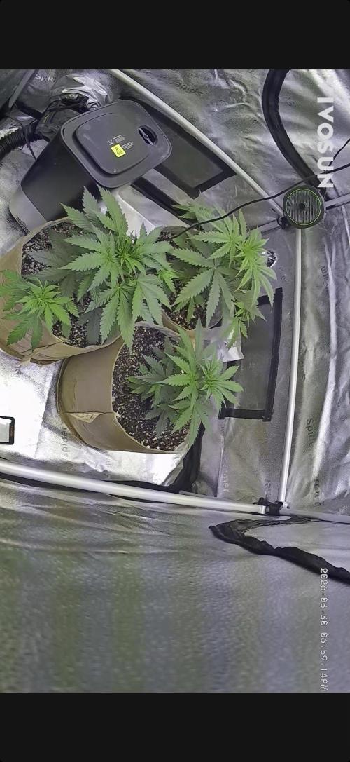 Super Lemon Haze - Fast run. Week 3 - Was able to grab a quick flick this week of the growth while I was away