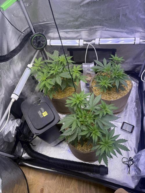 Super Lemon Haze - Fast run. Week 3 - Topping and some training to help the back right plant catch up. 