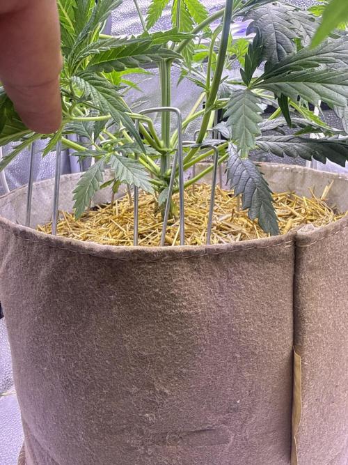 Super Lemon Haze - Fast run. Week 3 - LST stakes