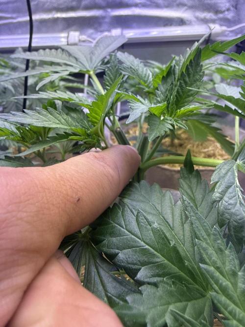 Super Lemon Haze - Fast run. Week 3 - Front plant grew with two tops … turned to 4 now 