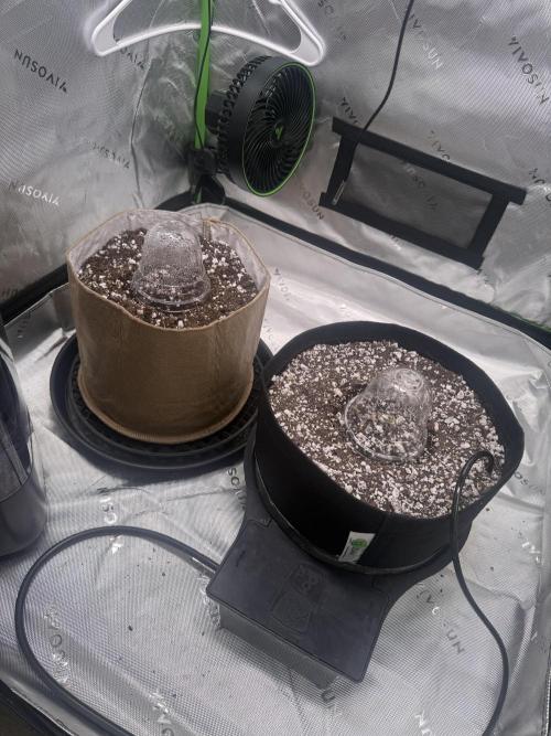 Mephisto - Golden O’z. Week 0