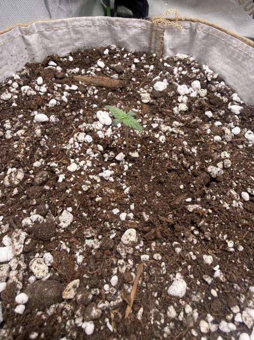 Mephisto - Golden O’z. Week 0