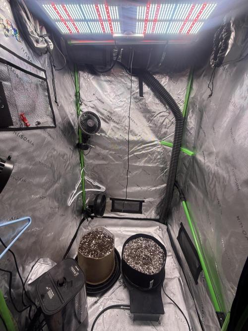 Mephisto - Golden O’z. Week 0