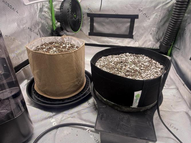 Mephisto - Golden O’z. Week 0