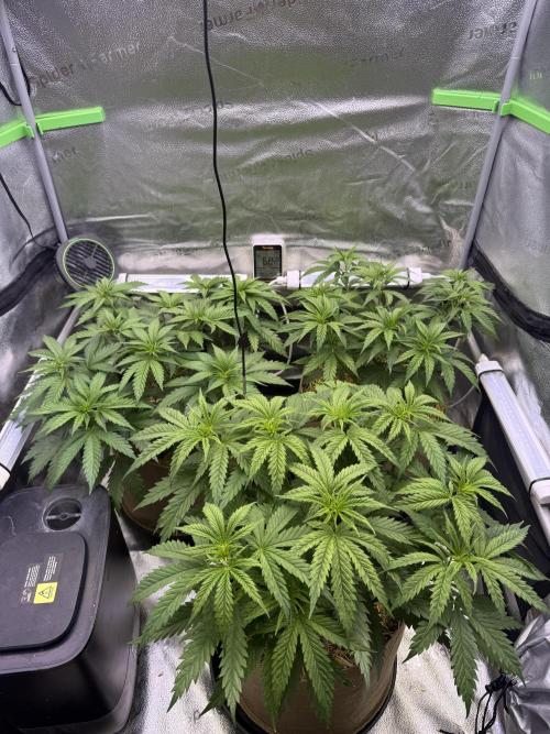 Super Lemon Haze - Fast run. Week 4 - Growth after the week 3 topping 