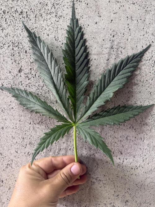 Super Lemon Haze - Fast run. Week 4 - 4/7