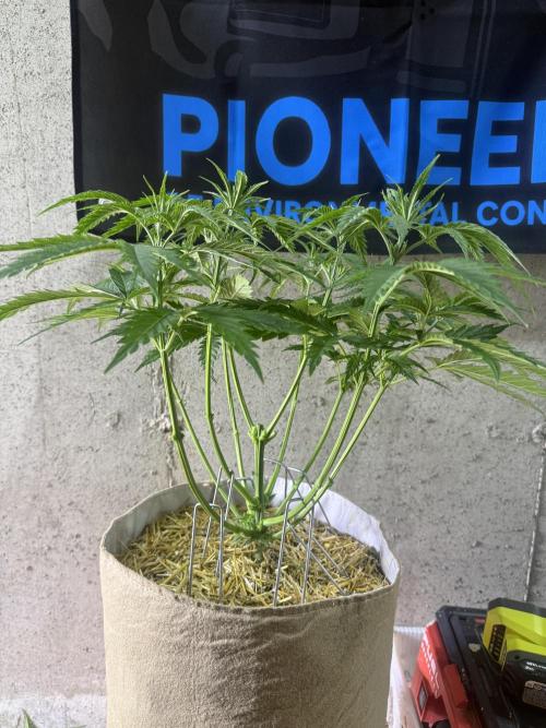 Super Lemon Haze - Fast run. Week 4 - 4/7