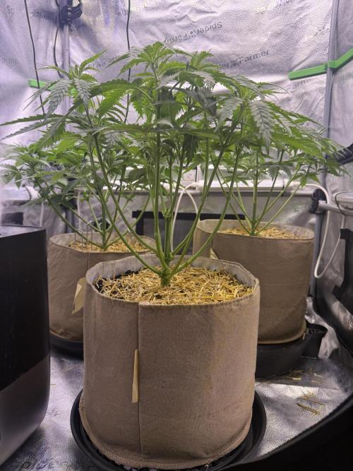 Super Lemon Haze - Fast run. Week 4 - 4/7/26
