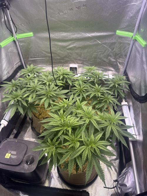 Super Lemon Haze - Fast run. Week 4