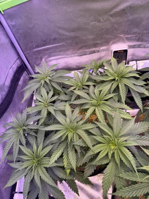 Super Lemon Haze - Fast run. Week 4 - 4/9/26